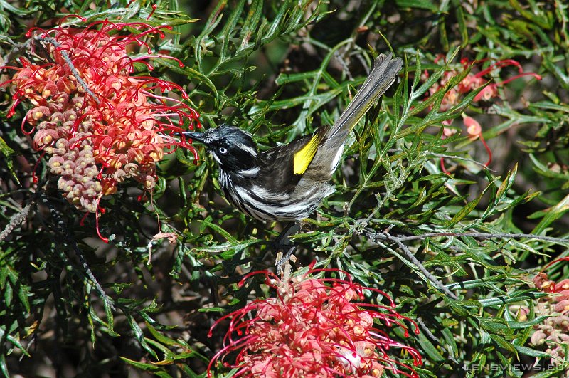 New Holland Honeyeater 103 